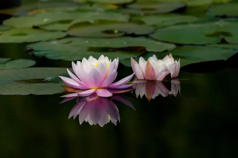 연꽃 4K 배경화면 · flowers · 3840×2560