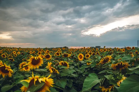 خلفية حقل عباد الشمس بدقة 4K · flowers · 3840×2560