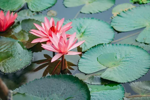 Fond d'écran Lotus 4K · flowers · 3840×2560