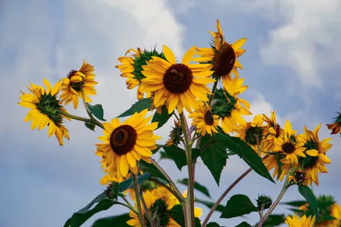 Fond d'écran Champ de tournesols 4K · flowers · 3840×2560