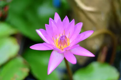 Sfondo Loto 4K · flowers · 3840×2563