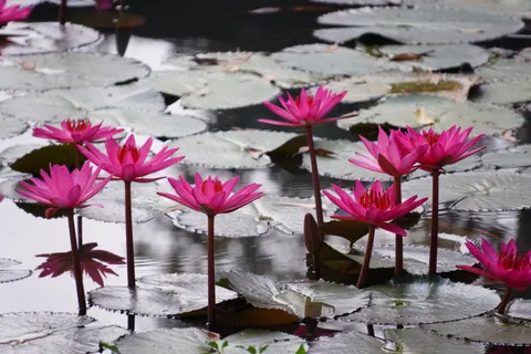 荷花 4K桌布 · flowers · 3840×2560