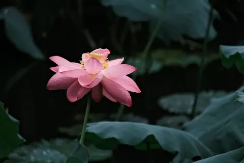 Lotus 4K Wallpaper · flowers · 3840×2560