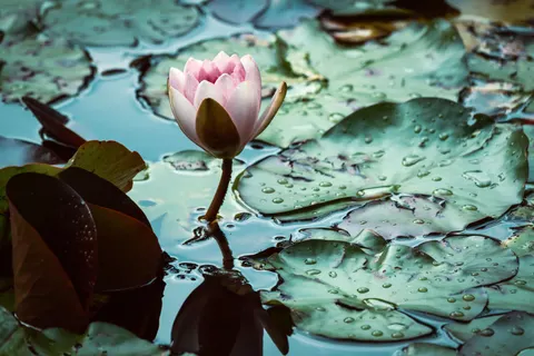 Lotus 4K Wallpaper · flowers · 3840×2561