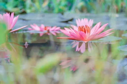 Wallpaper Bunga Teratai 4K · flowers · 3840×2560