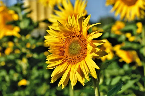 Sonnenblumenfeld 4K Hintergrundbild · flowers · 3840×2560
