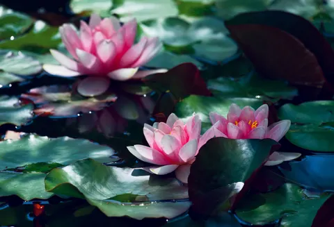 Lotus 4K Hintergrundbild · flowers · 3840×2614