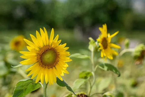 Fond d'écran Champ de tournesols 4K · flowers · 3840×2560