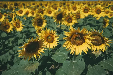 Sonnenblumenfeld 4K Hintergrundbild · flowers · 3840×2560
