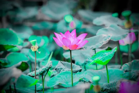 Tapeta Lotos 4K · flowers · 3840×2560