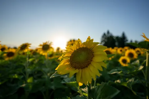 Fond d'écran Champ de tournesols 4K · flowers · 3840×2560