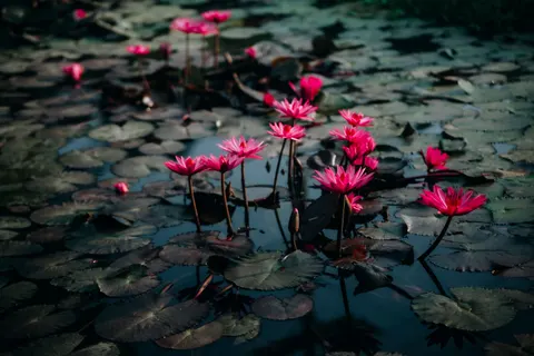 Sfondo Loto 4K · flowers · 3840×2560