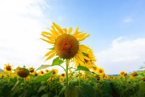 向日葵田 4K壁纸 · flowers · 3840×2560