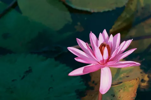 蓮 4K壁紙 · flowers · 3840×2560