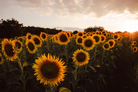해바라기 밭 4K 배경화면 · flowers · 3840×2560