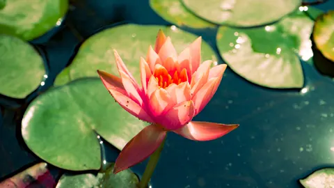 कमल 4K वॉलपेपर · flowers · 3840×2160
