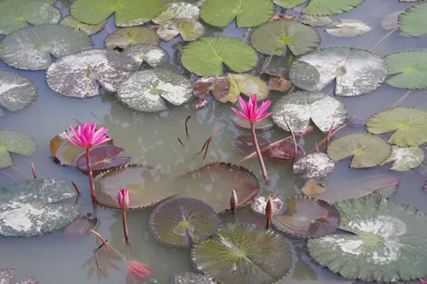 연꽃 4K 배경화면 · flowers · 3840×2560