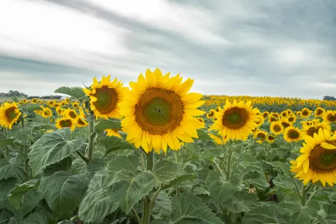 Sunflower Field 4K Wallpaper · flowers · 3840×2560