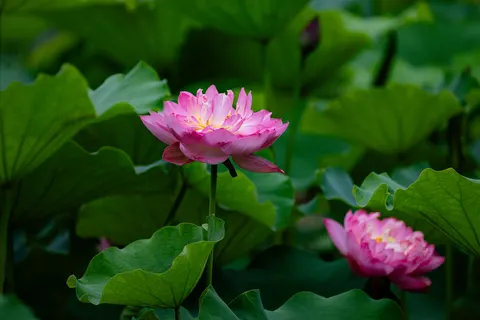 Sfondo Loto 4K · flowers · 3840×2560