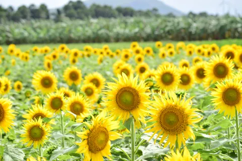 Обои Поле подсолнухов 4K · flowers · 3840×2560