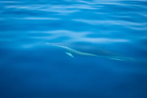 鲸鱼 4K壁纸 · ocean · 3840×2560