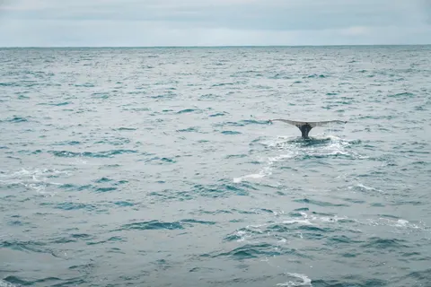Hình nền Cá voi 4K · ocean · 3840×2560