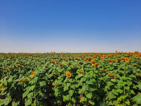 خلفية حقل عباد الشمس بدقة 4K · flowers · 3840×2880