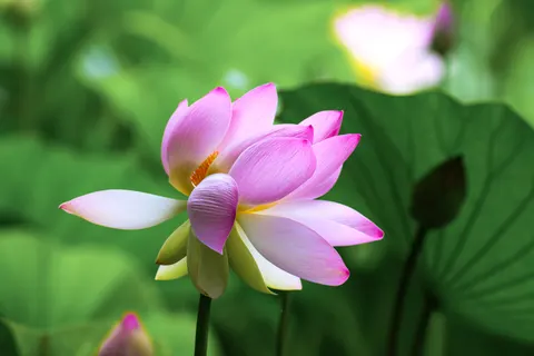Tapeta Lotos 4K · flowers · 3840×2560