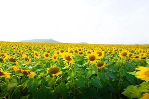 Sunflower Field 4K Wallpaper · flowers · 3840×2560