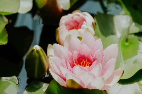 Sfondo Loto 4K · flowers · 3840×2561