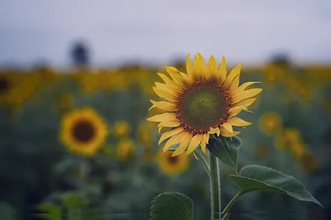 Sunflower Field 4K Wallpaper · flowers · 3840×2560