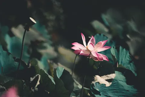 Sfondo Loto 4K · flowers · 3840×2560