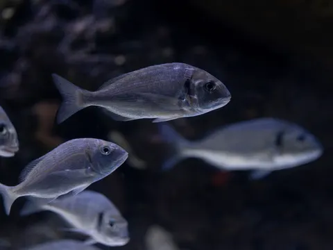 Underwater Reef 4K Wallpaper · underwater · 3840×2880