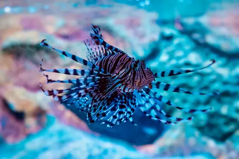 Underwater Reef 4K Wallpaper · underwater · 3840×2560
