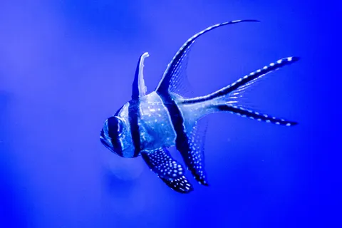 Underwater Reef 4K Wallpaper · underwater · 3840×2563