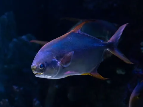 Underwater Reef 4K Wallpaper · underwater · 3840×2880