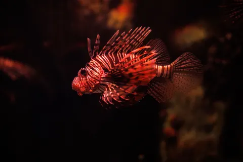 Underwater Reef 4K Wallpaper · underwater · 3840×2560