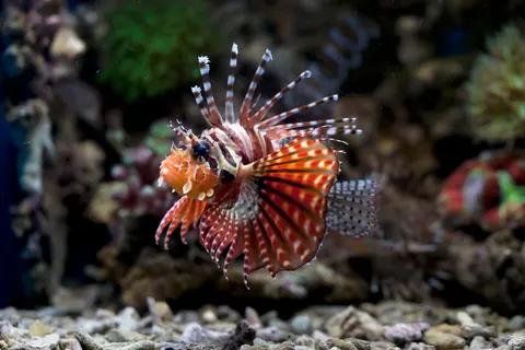 والپیپر صخره مرجانی زیر آب با کیفیت 4K · underwater · 3840×2560