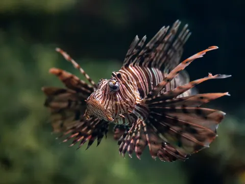 Unterwasserriff 4K Hintergrundbild · underwater · 3840×2880