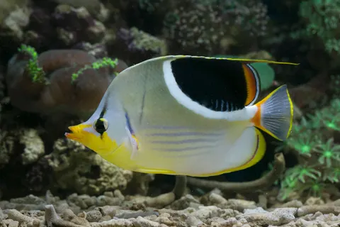 والپیپر صخره مرجانی زیر آب با کیفیت 4K · underwater · 3840×2560
