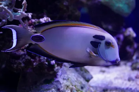 Underwater Reef 4K Wallpaper · underwater · 3840×2560