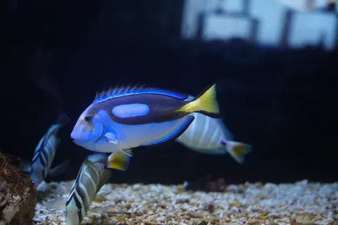 Underwater Reef 4K Wallpaper · underwater · 3840×2560