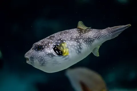 Sfondo Barriera Corallina 4K · underwater · 3840×2561