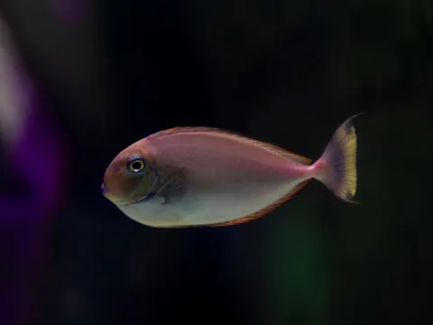 Underwater Reef 4K Wallpaper · underwater · 3840×2880