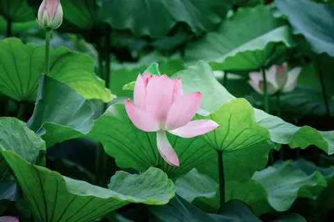 Tapeta Lotos 4K · flowers · 3840×2561