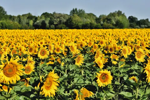 Sunflower Field 4K Wallpaper · flowers · 3840×2560