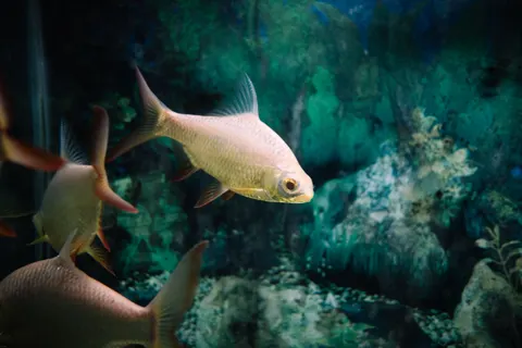 Underwater Reef 4K Wallpaper · underwater · 3840×2560