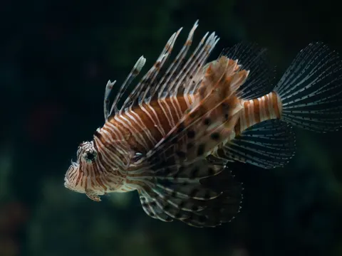 Underwater Reef 4K Wallpaper · underwater · 3840×2880