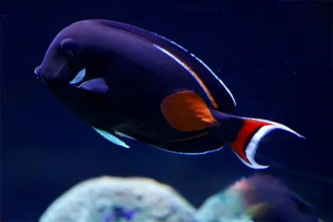 Unterwasserriff 4K Hintergrundbild · underwater · 3840×2560