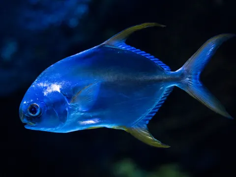 والپیپر صخره مرجانی زیر آب با کیفیت 4K · underwater · 3840×2880